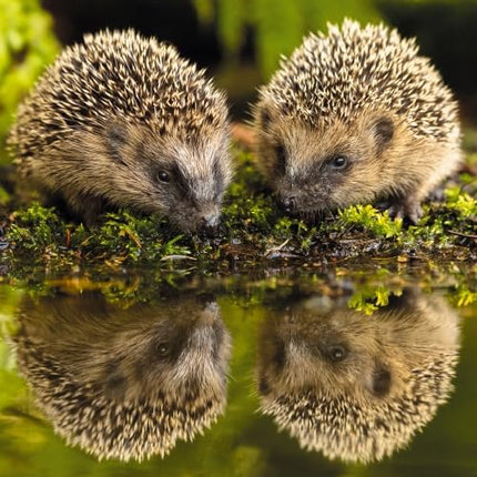 Birthday/Blank RSPCA Charity Card for Men/Women - Cute Hedgehogs - Premium All Occasion Greeting Card with Envelope
