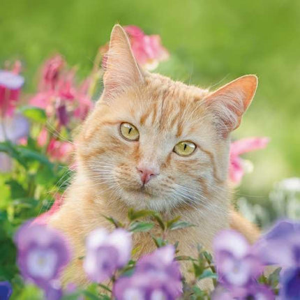 Birthday/Blank RSPCA Charity Card for Women - Cute Cat & Flowers - Premium All Occasion Greeting Card with Envelope