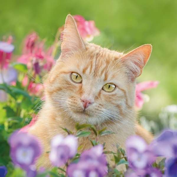 Birthday/Blank RSPCA Charity Card for Women - Cute Cat & Flowers - Premium All Occasion Greeting Card with Envelope
