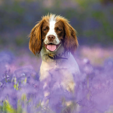 Blank Card For Men or Women - RSPCA Charity Springer Spaniel Dog - Premium Greeting Card with Envelope - Suitable for Birthdays & Other Occasions