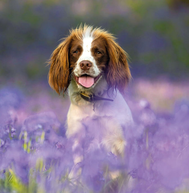 Blank Card For Men or Women - RSPCA Charity Springer Spaniel Dog - Premium Greeting Card with Envelope - Suitable for Birthdays & Other Occasions