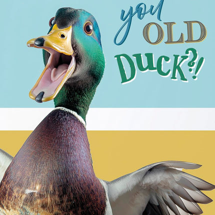 Rude Birthday Card for Men - Funny Duck Design - Hilarious Happy Birthday Card for Him