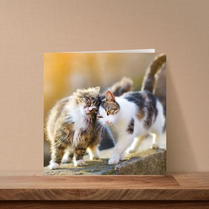 Birthday/Blank RSPCA Charity Card for Men/Women - Cute Cats - Premium All Occasion Greeting Card with Envelope
