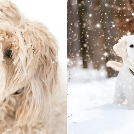 Charity Christmas Cards Box of 20 - BHF, Marie Curie, Parkinson's UK, Oxfam, The Stroke Association, NSPCC - Snow Dogs - 10 Each of 2 Designs - Eco-Friendly