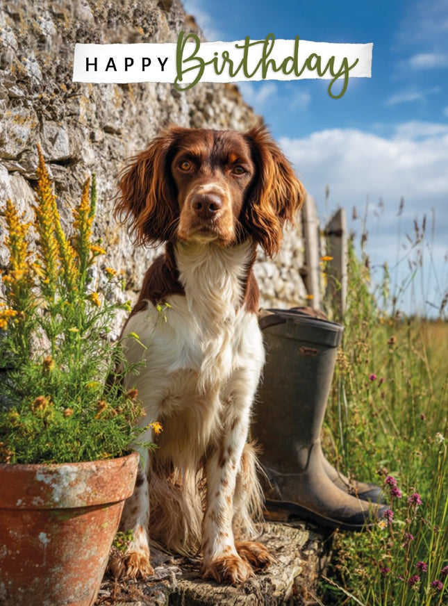 Birthday Card for Dog Lovers, Springer Spaniel Countryside Design