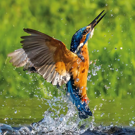 Birthday / Blank RSPCA Charity Greeting Card - Blank Card for Men / Women with Kingfisher Bird Design - General Card Suitable for Any Occasion