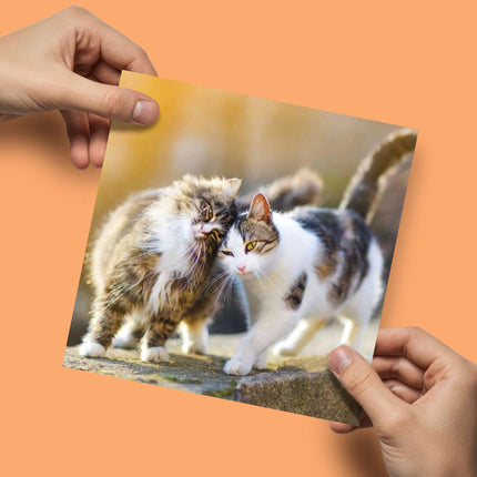 Birthday/Blank RSPCA Charity Card for Men/Women - Cute Cats - Premium All Occasion Greeting Card with Envelope