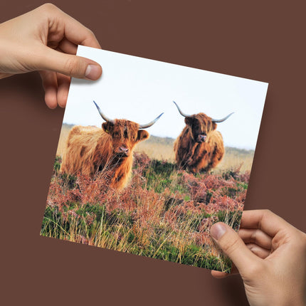 Blank Card For Men or Women - RSPCA Charity Highland Cows - Premium Greeting Card with Envelope - Suitable for Birthdays & Other Occasions