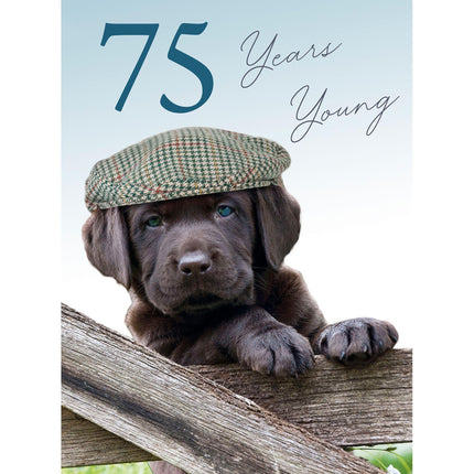 75th Birthday Card for Men - Amusing Puppy Dog Design - Birthday Greeting Card For Him -'75 Years Young'