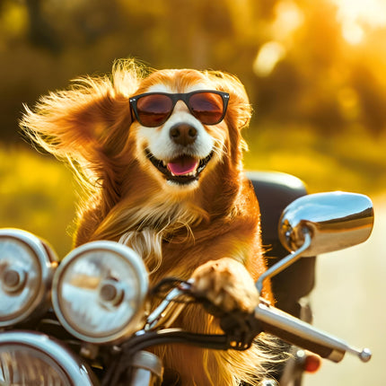 Funny Birthday or All Occasion Card - Amusing Dog on Motorbike - Premium Special Animal Birthday Greeting Card - Blank Inside - Suitable for Any Occasion