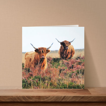 Blank Card For Men or Women - RSPCA Charity Highland Cows - Premium Greeting Card with Envelope - Suitable for Birthdays & Other Occasions