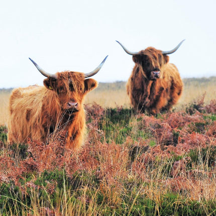 Blank Card For Men or Women - RSPCA Charity Highland Cows - Premium Greeting Card with Envelope - Suitable for Birthdays & Other Occasions