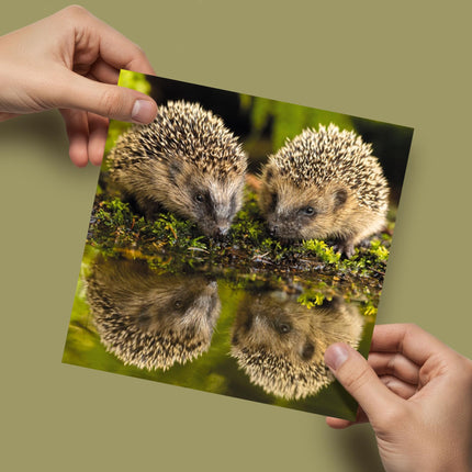 Birthday/Blank RSPCA Charity Card for Men/Women - Cute Hedgehogs - Premium All Occasion Greeting Card with Envelope