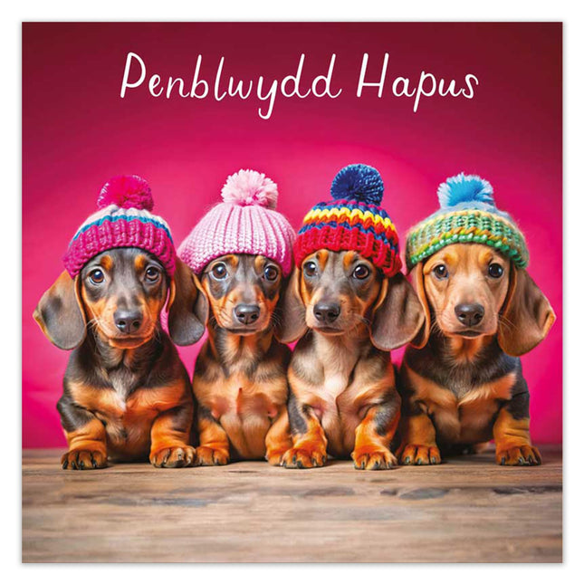 Welsh Birthday Card, Dachshund Puppies, Penblwydd Hapus