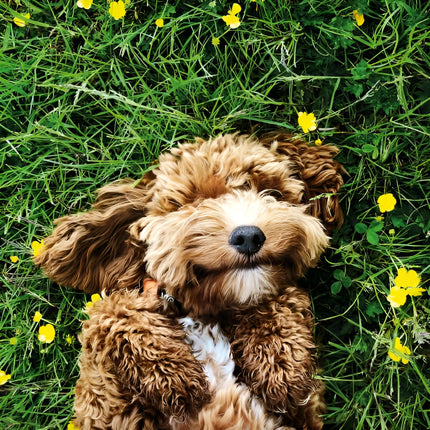 Birthday / Blank RSPCA Charity Greeting Card - Blank Card for Men / Women with Cockerpoo Dog Design - General Card Suitable for Any Occasion