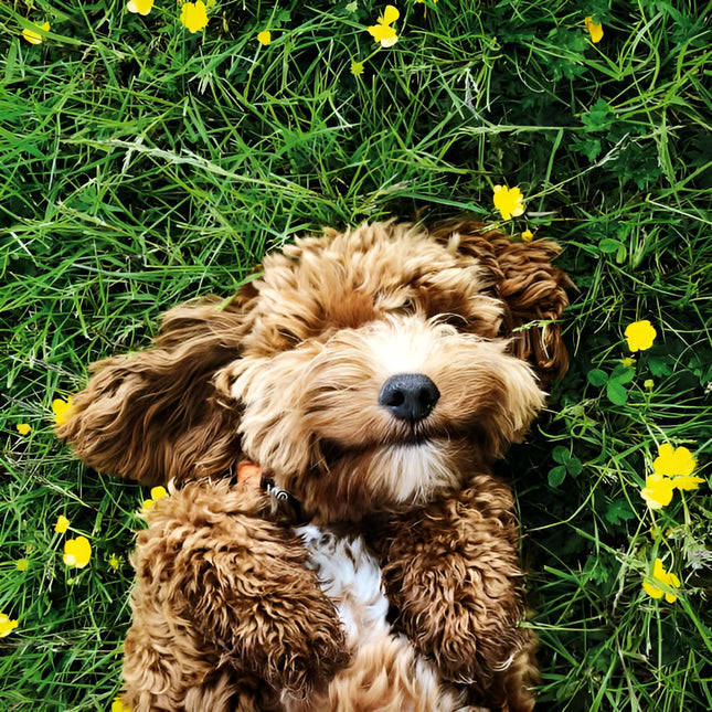 Birthday / Blank RSPCA Charity Greeting Card - Blank Card for Men / Women with Cockerpoo Dog Design - General Card Suitable for Any Occasion